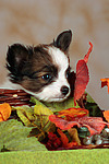 Papillon Welpe / papillon puppy