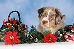 Miniature Australian Shepherd Welpe / miniature australian shepherd puppy