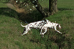 Dalmatiner / dalmatian