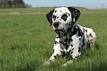 Dalmatiner / dalmatian