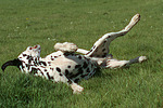 Dalmatiner / dalmatian