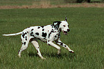 Dalmatiner / dalmatian