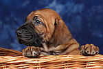 Rhodesian Ridgeback Welpe / rhodesian ridgeback puppy