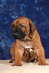 Rhodesian Ridgeback Welpe / rhodesian ridgeback puppy