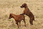 Rehpinscher / miniature pinscher