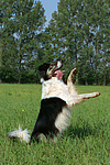 Border Collie