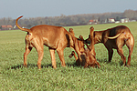 Rhodesian Ridgebacks