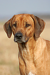 Rhodesian Ridgeback