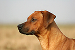 Rhodesian Ridgeback