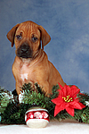 Rhodesian Ridgeback Welpe / rhodesian ridgeback puppy