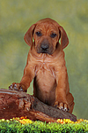 Rhodesian Ridgeback Welpe / rhodesian ridgeback puppy