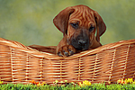 Rhodesian Ridgeback Welpe / rhodesian ridgeback puppy