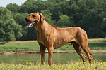 Rhodesian Ridgeback