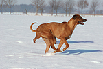 rennende Rhodesian Ridgebacks / running Rhodesian Ridgebacks