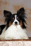 liegender Papillon / lying papillon