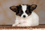 liegender Papillon Welpe / lying papillon puppy