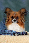 liegender Papillon / lying Papillon