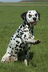 Dalmatiner / dalmatian