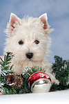 West Highland White Terrier Welpe / West Highland White Terrier Puppy