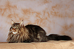 Maine Coon