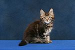 Maine Coon Kätzchen / maine coon kitten