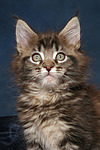 Maine Coon Kätzchen / maine coon kitten