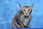 Orientalisch Kurzhaar / oriental shorthair