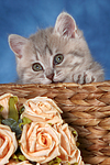 Britisch Kurzhaar Kätzchen / british shorthair kitten