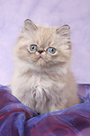 sitzendes Perser Colourpoint Kätzchen / sitting persian colourpoint kitten