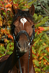 Deutscher Reitpony Hengst / pony stallion