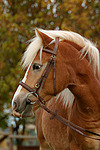 Haflinger Portrait / haflinger horse portrait