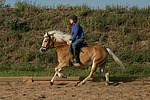 Mädchen reitet Haflinger / girl rides haflinger horse