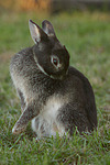 Zwergkaninchen / dwarf rabbit