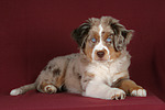 Miniature Australian Shepherd Welpe / miniature australian shepherd puppy