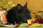 Zwergkaninchen / dwarf rabbit