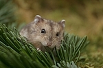 Dschungarischer Zwerghamster / hamster