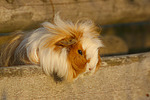 Langhaarmeerschwein / long-haired guninea pig