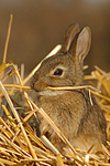 Zwergkaninchen / dwarf rabbit