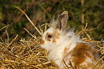 Löwenköpfchen / lion-headed bunny