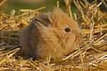 Löwenköpfchen / lion-headed bunny