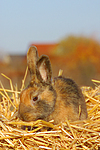 Kaninchen / bunny