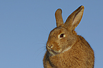 Kaninchen / bunny