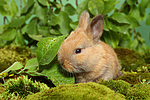 junges Zwergkaninchen / young dwarf rabbit