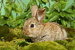 junges Zwergkaninchen / young dwarf rabbit