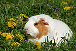 Crested Meerschwein / crested guninea pig