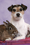 Parson Russell Terrier und Zwergkaninchen / dog and dwarf rabbit