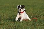 sitzender Parson Russell Terrier Welpe / sitting PRT puppy