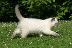 Britisch Kurzhaar Kätzchen / british shorthair kitten