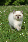 Britisch Kurzhaar Kätzchen / british shorthair kitten