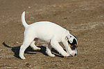 Parson Russell Terrier Welpe / parson russell terrier puppy